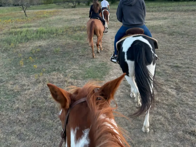 A guided trail ride at dusk in the Great Trinity Forest, seen from horseback