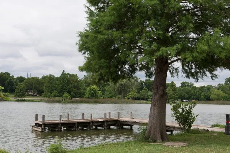 A wooden fishing pier beneath a bald cypress on White Rock Lake
