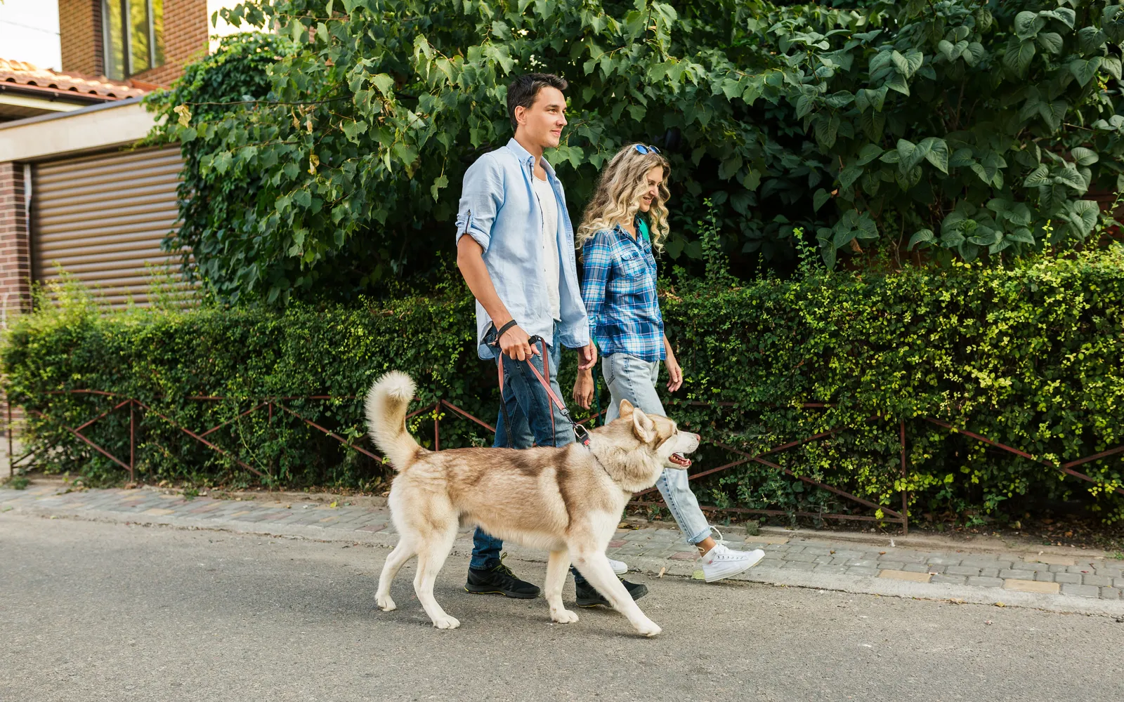 A couple walking a husky on a leash along a hedge-lined sidewalk on a bright sunny afternoon